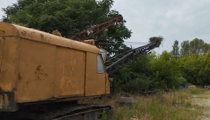 Птиците са изградили "нов дом" върху стрелата на багер