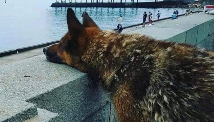 Кучето Мухтар редовно отивало до брега и гледало към морето, където бе загинал неговият господар