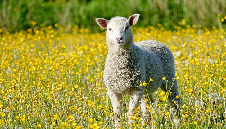 Животновъдите са против забраната за паша в националните паркове Животновъдите са против забраната за паша в националните паркове