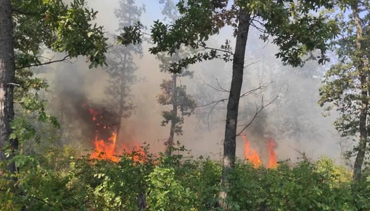 Около 500 декара широколистна гора гори между селата Блъсково и Чайка