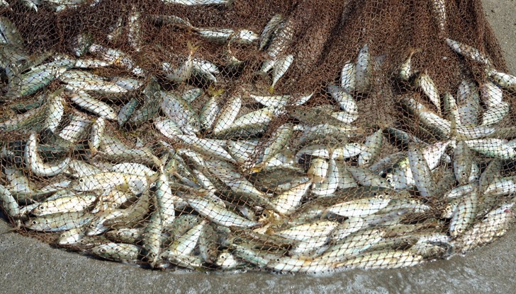 Бракониерските пособия са иззети, рибата е върната във водата Бракониерските пособия са иззети, рибата е върната във водата