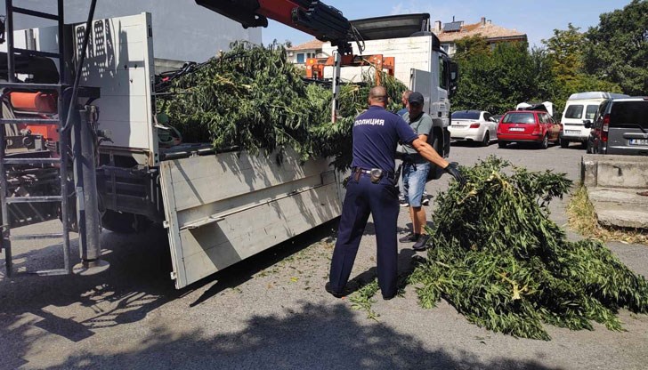 Марихуаната е била засята от криминално проявен мъж от Бургас на площ близо 4 декара
