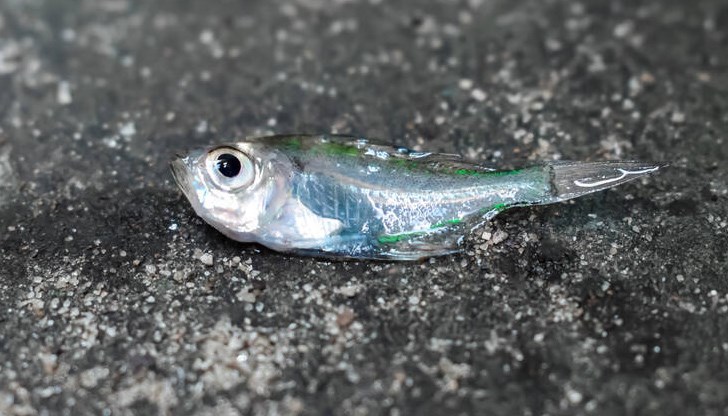 Сигналът за плуваща умряла риба е получен вчера на тел. 112