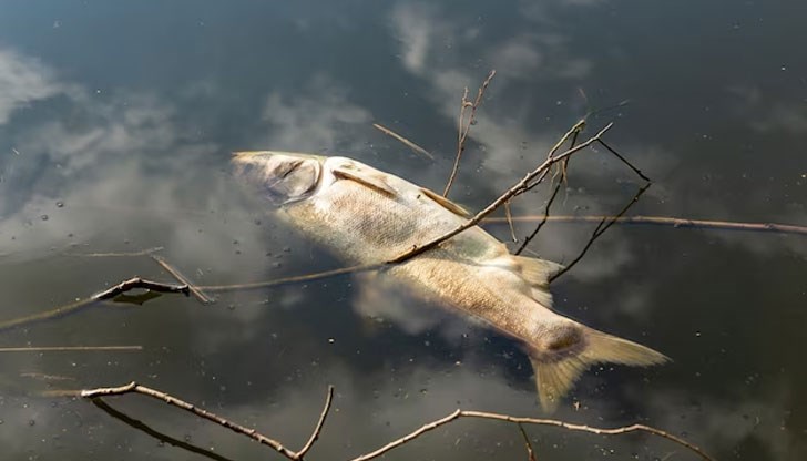 Подозират криминален улов Подозират криминален улов