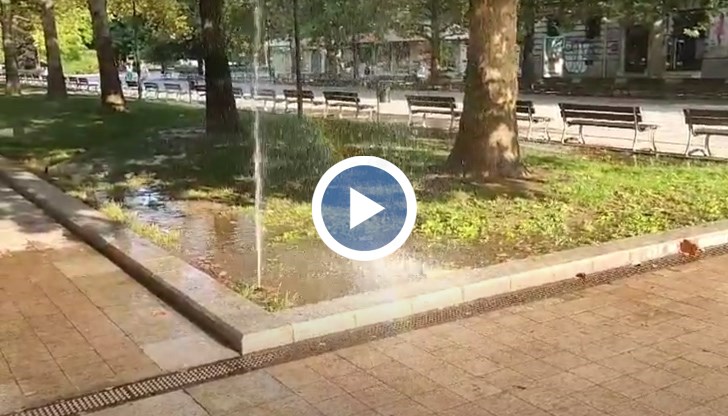 Причината е бъг в поливната система на зелените площи