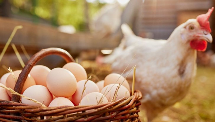 Разликата в цената и за цяло пиле е почти двойна