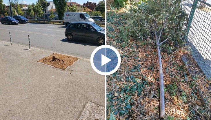 Те са се опитали и да прикрият случая с т.н. водни торби, за да не си личи