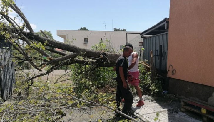 Паднали клони и пречупени дървета, места без ток и наводнени обекти Паднали клони и пречупени дървета, места без ток и наводнени обекти
