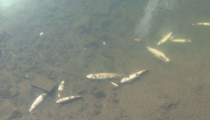 150 килограма риба измря в река Черна