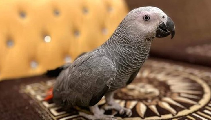 Предлага се възнаграждение