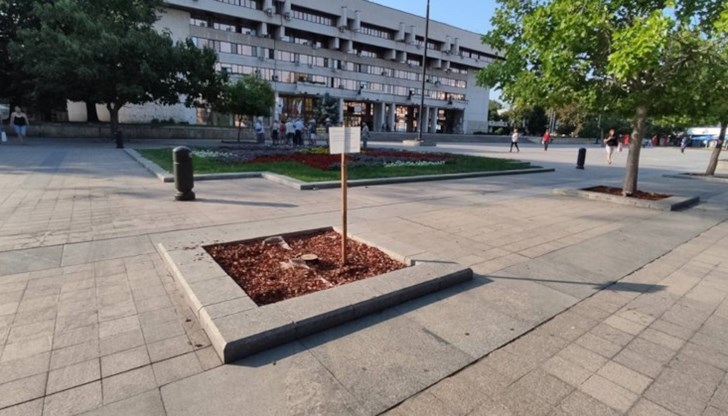В централната градска част е премахнато изсъхнало дърво