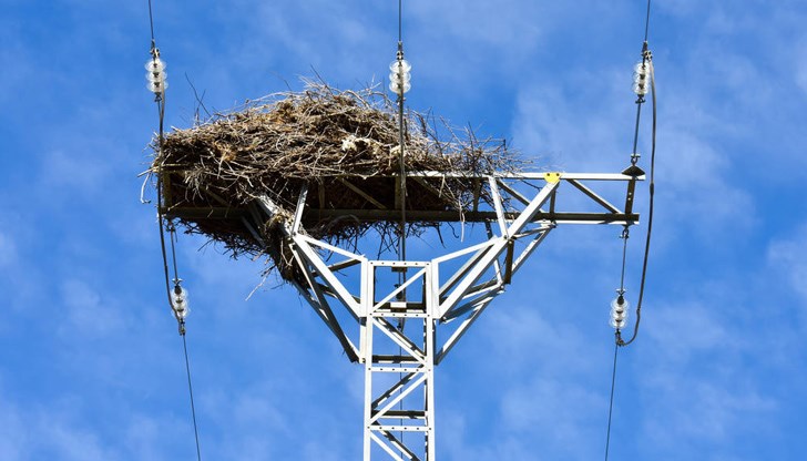 Птицата е транспортирана до РИОСВ - Русе, където е захранена