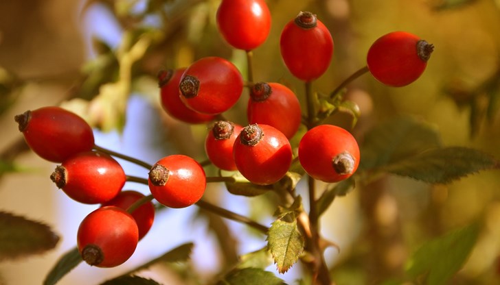 Ако искате да премахнете бързо мазнините и да прочистите тялото от вредни вещества, сокът от шипки е перфектна напитка за вас Ако искате да премахнете бързо мазнините и да прочистите тялото от вредни вещества, сокът от шипки е перфектна напитка за вас