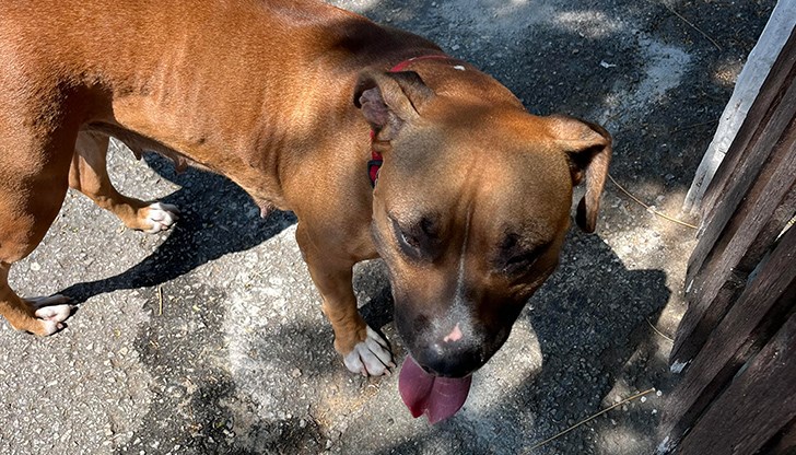 Домашният любимец обикаля улица "Захарий Зограф" от един час