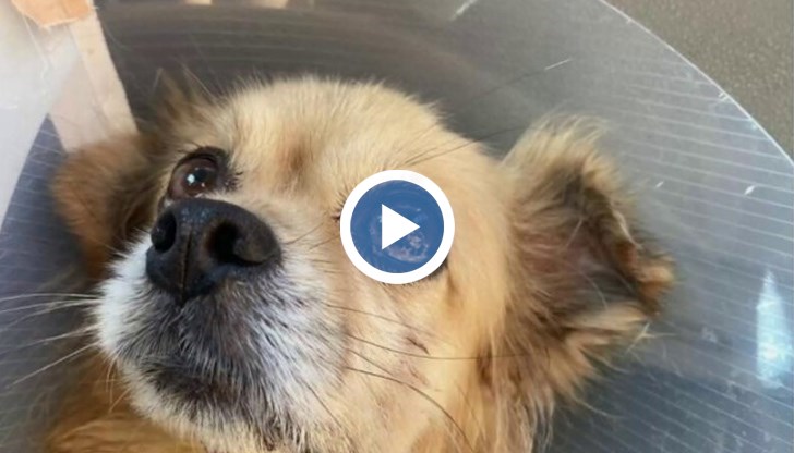 Питбул нападна млада жена и нахапа малкото ѝ куче във Враца