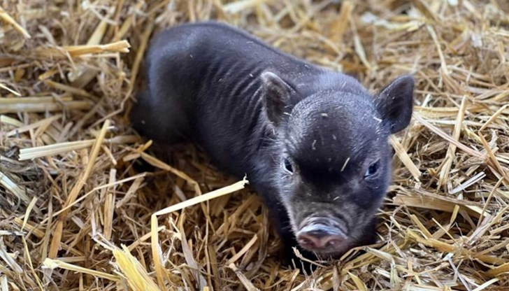 42 бебета се родиха и излюпиха за 6 дни в зоопарк Бургас 42 бебета се родиха и излюпиха за 6 дни в зоопарк Бургас