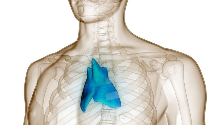 Тимусната жлеза се намира в центъра на гърдите и може да ни спаси от заболяване
