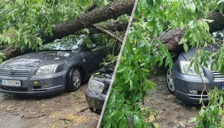 Има паднали дървета и затиснати автомобили Има паднали дървета и затиснати автомобили