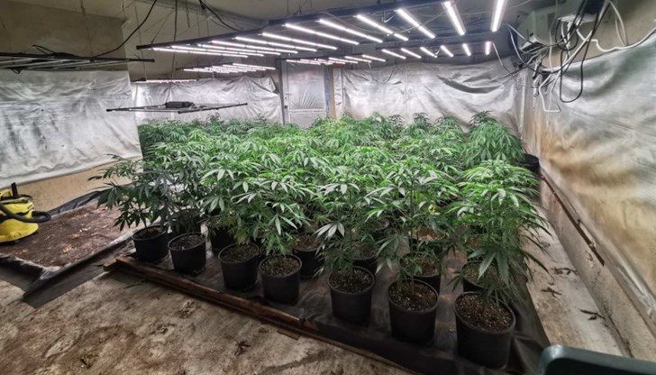 Оранжериите са установени в къща в село Долище и в гараж в село Приселци Оранжериите са установени в къща в село Долище и в гараж в село Приселци