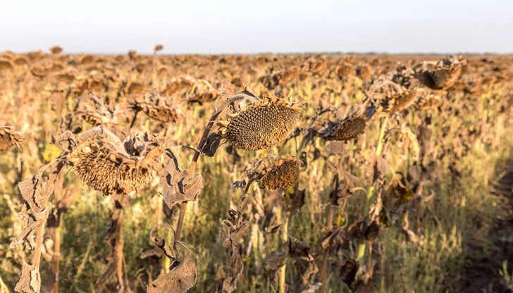Производителите ще приберат по-малко реколта тази година заради 40-градусовите жеги и сушата