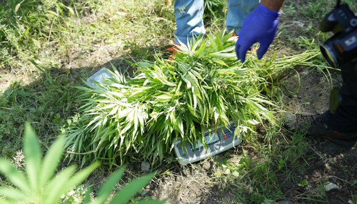 От началото на месеца на територията на страната са унищожени над 850 кг конопени растения