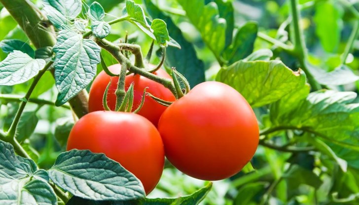 А кой е най-здравословният зеленчук? А кой е най-здравословният зеленчук?