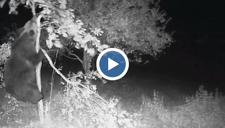 Видеоклип показва последното посещение на дивото животно в едно от стопанствата