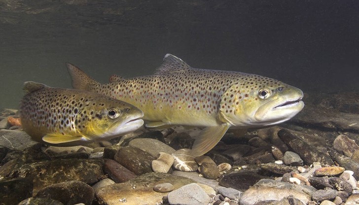 На мястото на отровената преди седмица риба бяха пуснати около 350 килограма балканска пъстърва