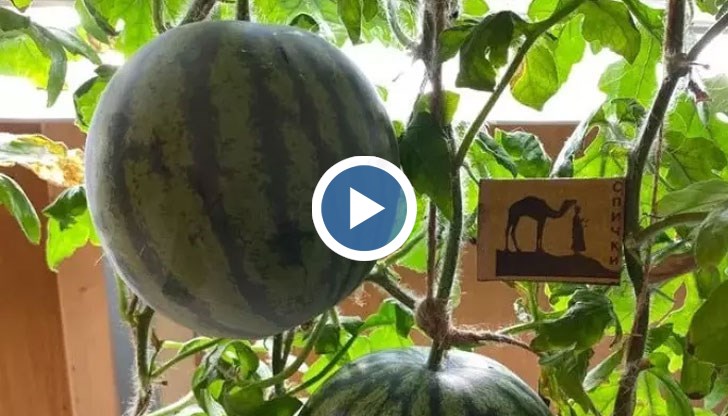 Точно 103 дни след засаждането на семената, изследователите са посрещнати от осем узрели и сладки плода