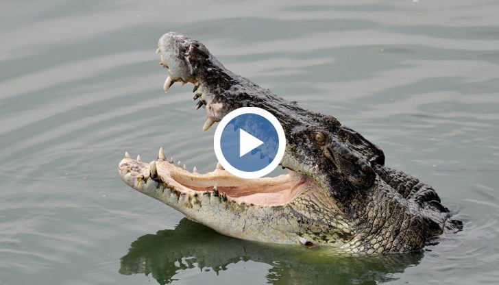 29-годишният мъж влязъл да плува в реката, когато станал жертва на дивото животно