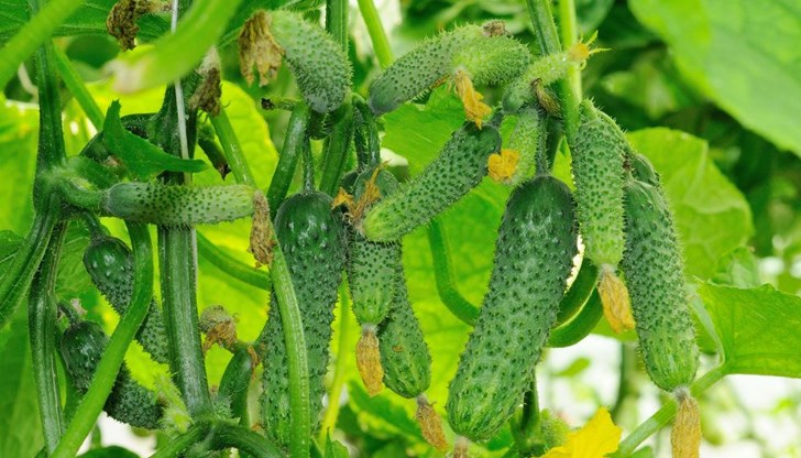 Краставиците са една от най-добрите храни за човешкия организъм, често са спрягани и за суперхрана Краставиците са една от най-добрите храни за човешкия организъм, често са спрягани и за суперхрана