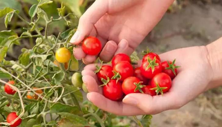 Внимавайте сортът да бъде домашен и да не надвишава височината от 50 сантиметра