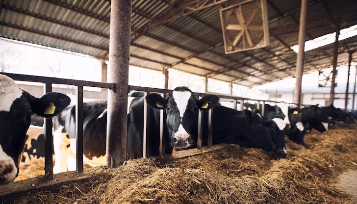 Регистриран е случай на Ку-треска Регистриран е случай на Ку-треска