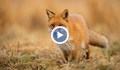 Нашествие на лисици в Монтанско