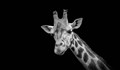 Жираф без петна е забелязан за пръв път в дивата природа