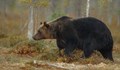 Автомобил блъсна и уби мечка в Испания