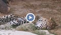Ухапаното от леопард момиче искало да погали малките на хищника