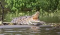 Заловиха 66 крокодила, избягали от ферма в Китай