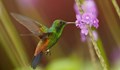 Колибрито вижда цветове, които хората дори не могат да си представят