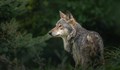 ЕК: Увеличаването на популацията на вълците вещае опасност