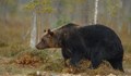 Ловец отстреля мечка в Смолянско