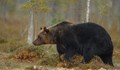 Ловец отстреля мечка в Смолянско