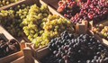 Македонско грозде подбива цената на българското