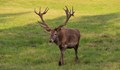 Убиха два благородни елена във Великотърновско