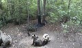 Мечка с две мечета обикаля край село Марково