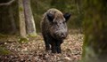 Ловците трябва да предават проби за изследване от отстреляните диви свине