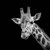 Жираф без петна е забелязан за пръв път в дивата природа