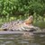 Заловиха 66 крокодила, избягали от ферма в Китай