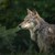 ЕК: Увеличаването на популацията на вълците вещае опасност