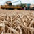 Изтича срокът на забраната за внос на украинско зърно